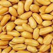 De Boa Qualidade Sementes de amendoim salgadas fritas